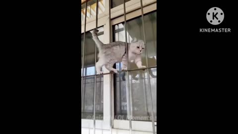 Funny cat video 😂 || you must watch || very funny #viral #funny