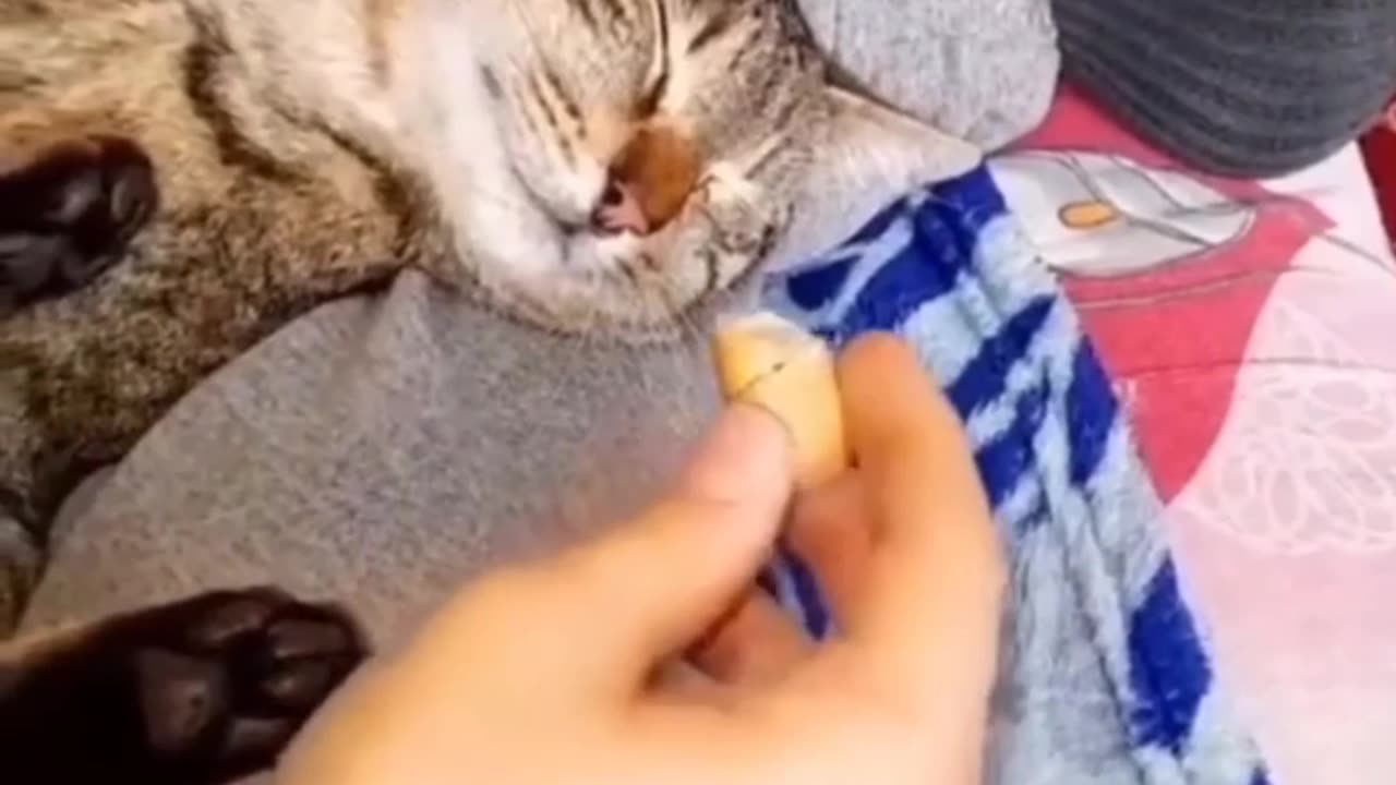 Funny cats