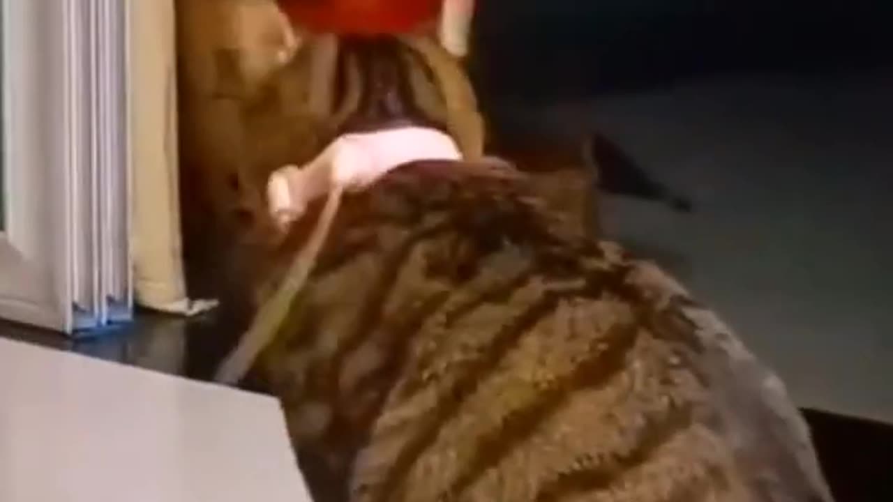 Animals Funny Videos