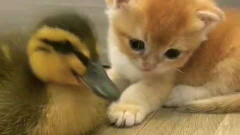 kitten and duck baby 🐥😺 #short