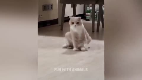 Funny animal's video