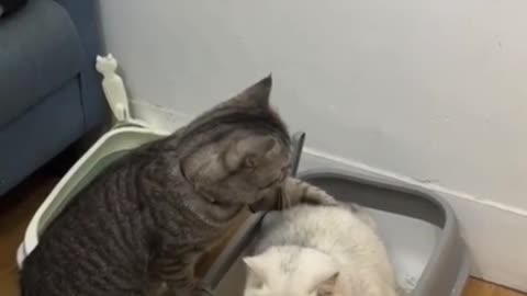 Cute funny cat