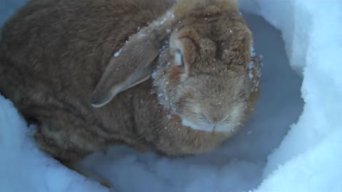 Rabbits playing in the snow!