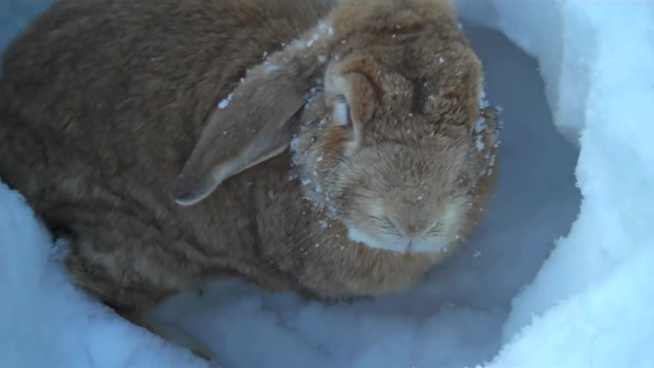 Rabbits playing in the snow!