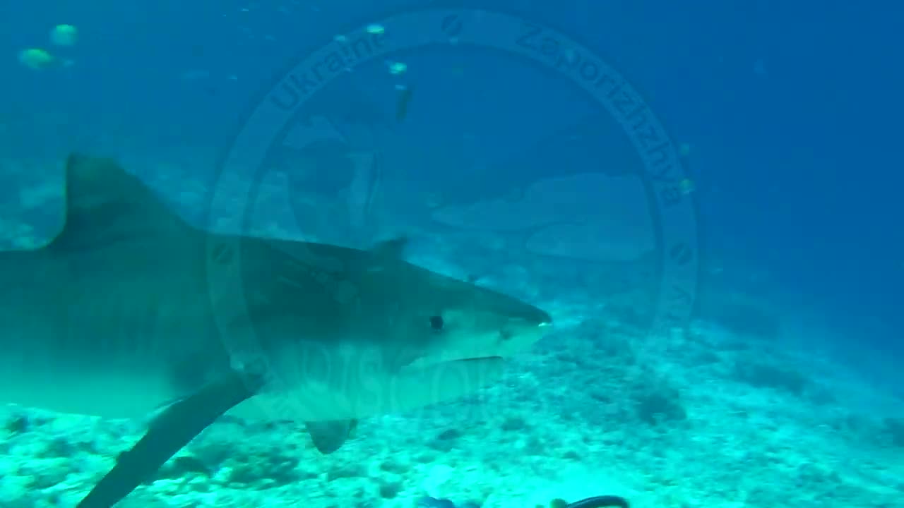 Tiger shark attack. Maldives. Fuvahmulah island