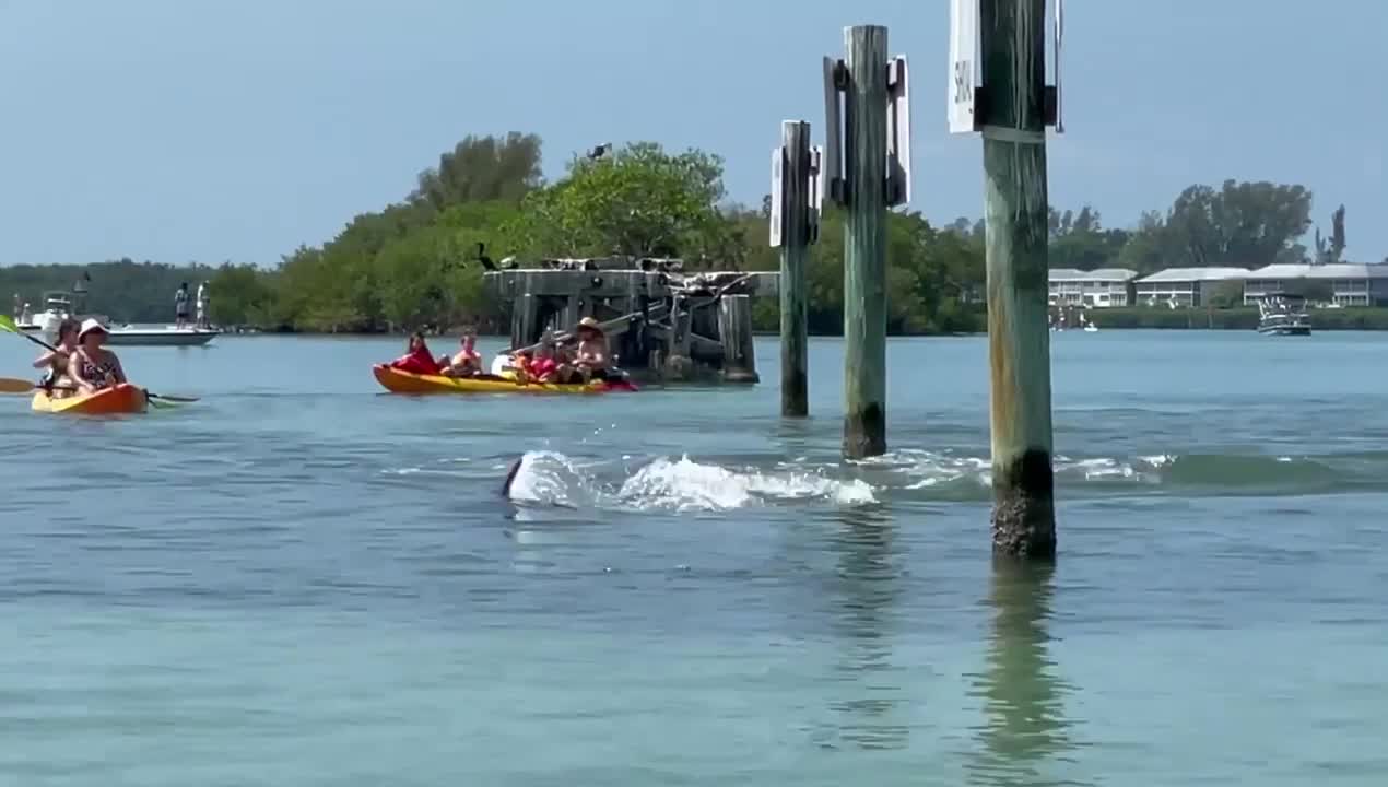 People Witness Dolphin Aggressively Chasing and Catching Snook in Water