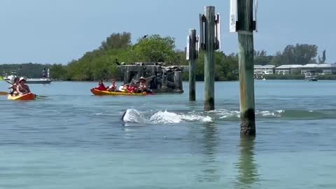 People Witness Dolphin Aggressively Chasing and Catching Snook in Water