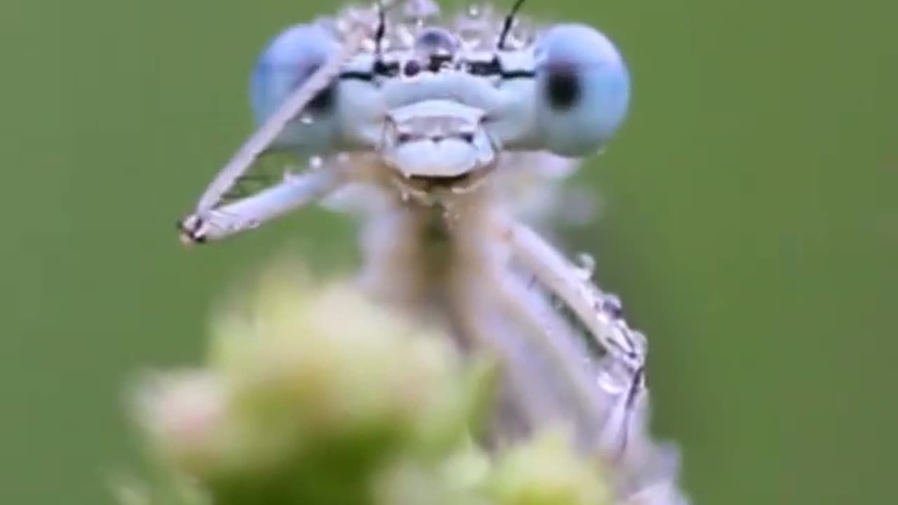 #dragonfly #farmerlife #fun #viral