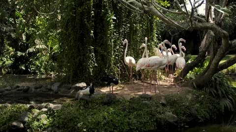 Group of flamingos on zoo