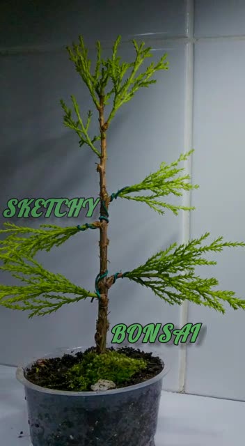 New logo and intro idea