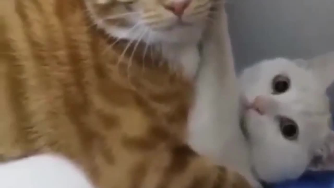 OPPSS BUSTED CAT ! | Funny Animal Videos #shorts