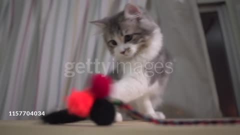 Cat play to three boll