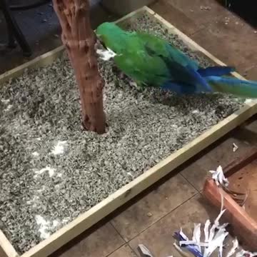 When you spend all day cleaning and your parrot destroys it in under 5 minutes