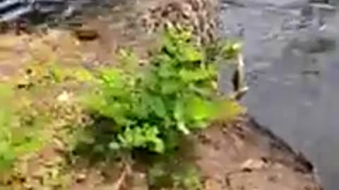 An Alligator Attacks A Dog