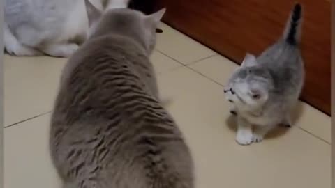 Beautiful Funny Cats Fight Each Others.