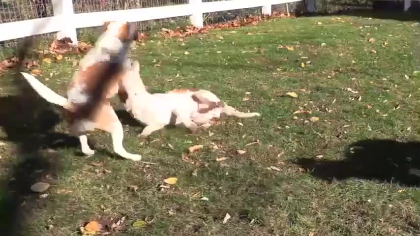 Dogs vs Evil Scarecrow Prank Funny Dogs Maymo, Potpie & Indie