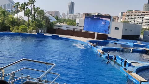 Dolphin show in Valencia