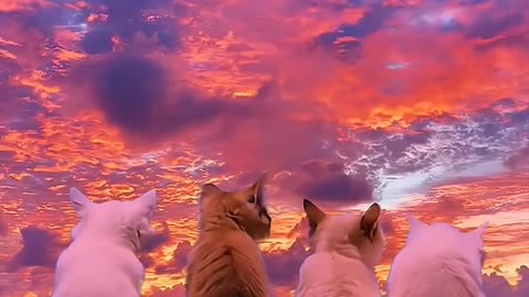 Cute Sunset with Kittys