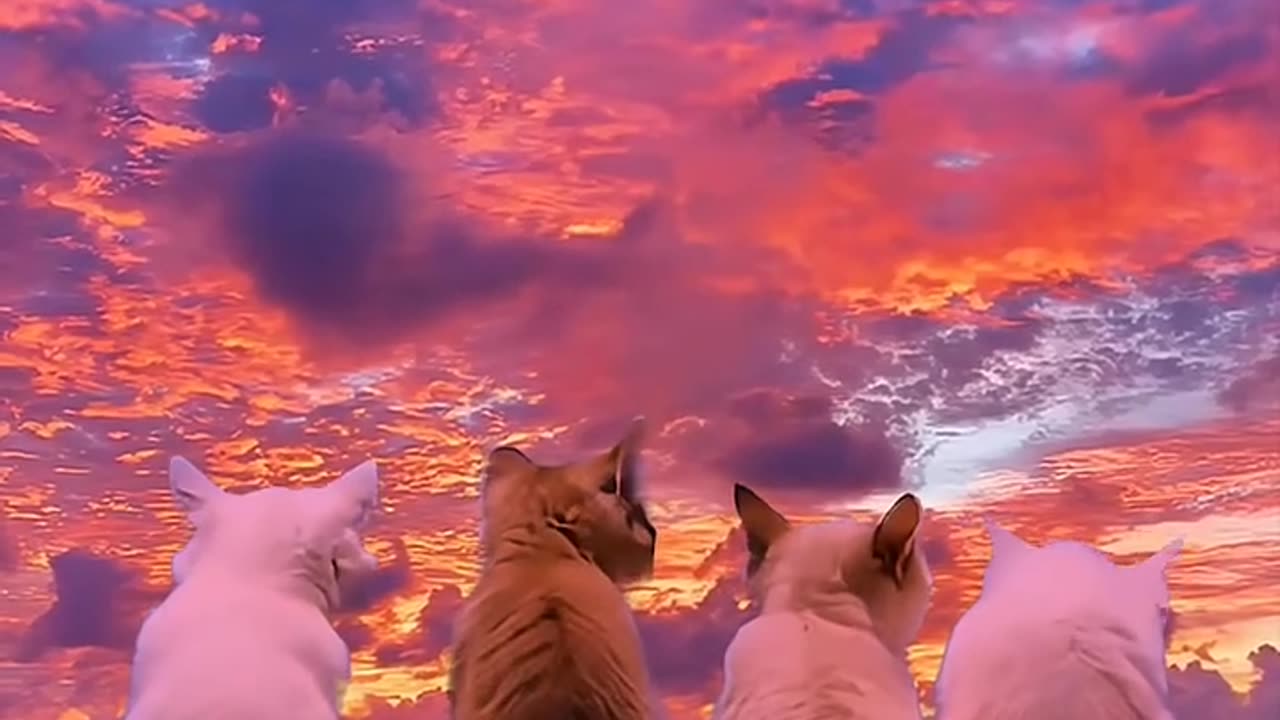 Cute Sunset with Kittys