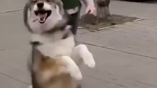 Husky Jump Walks Like Human, Dog Jumps Like a Human - Best Of The Funny Animals