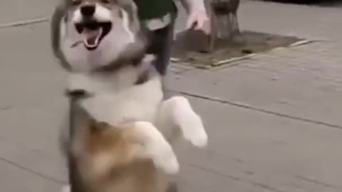 Husky Jump Walks Like Human, Dog Jumps Like a Human - Best Of The Funny Animals