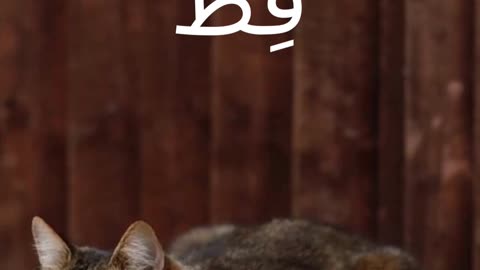 Word Pairs in Arabic: Cat