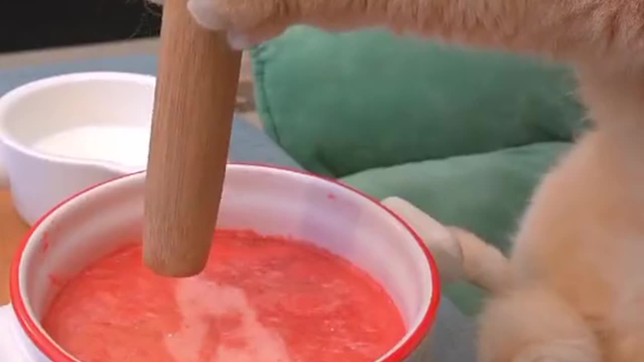 Cat Make a Watermelon juice