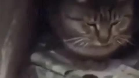 Best Funny Animal Videos Of The 2023 🤣 - Funniest Cats 😺😍