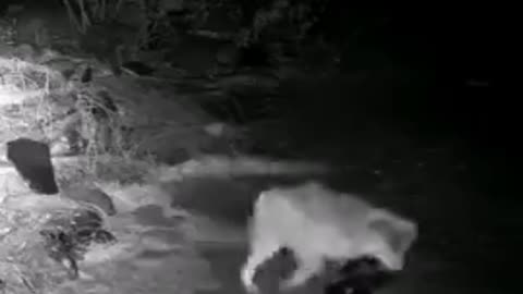 Wolf attacks a skunk