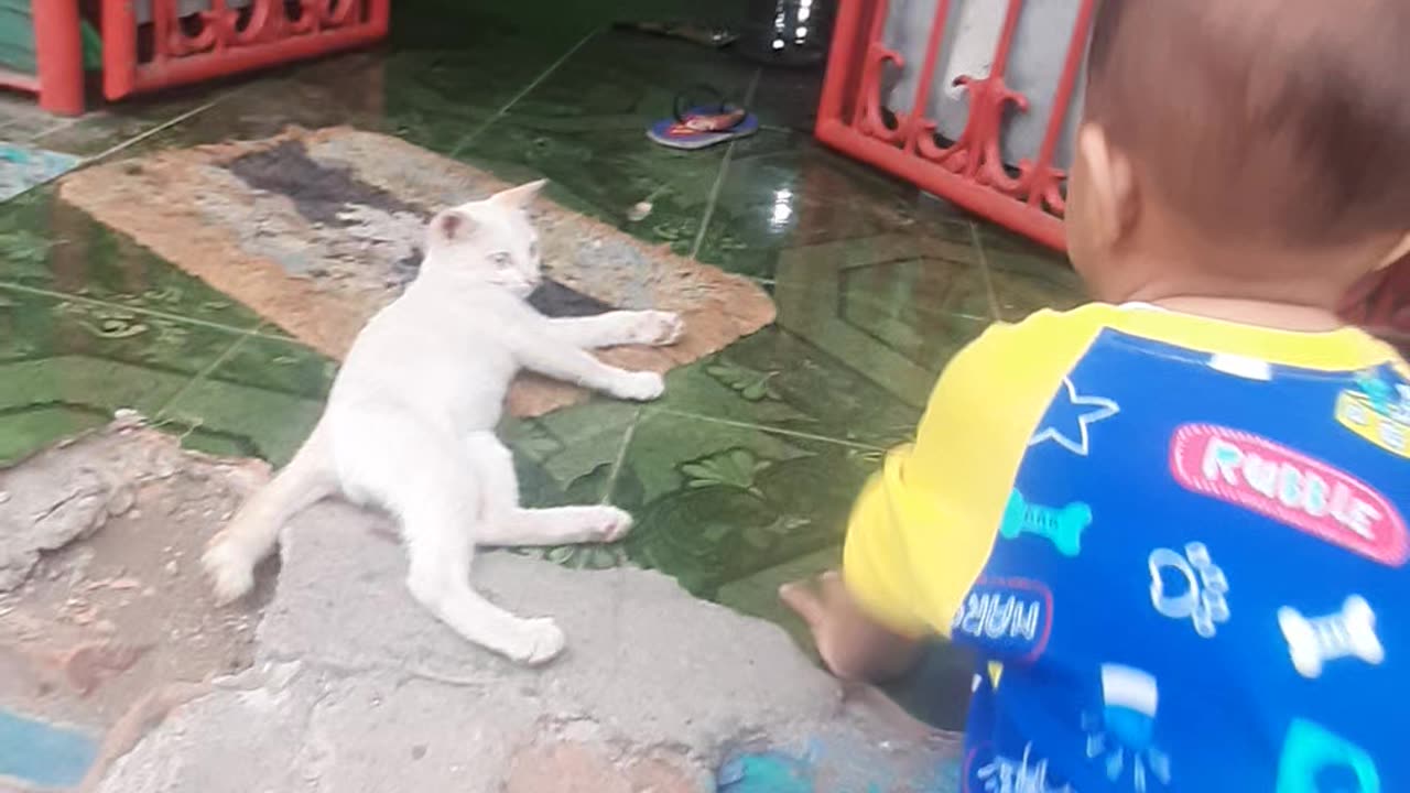 Little kid want to catch kitten