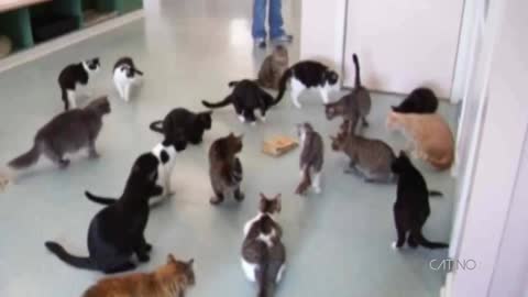 Scaredy cats compilation