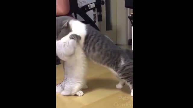 Two cats in a friendly fight