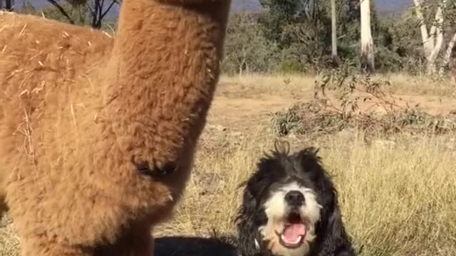 Alpacas and dogs eat together