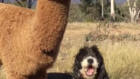 Alpacas and dogs eat together