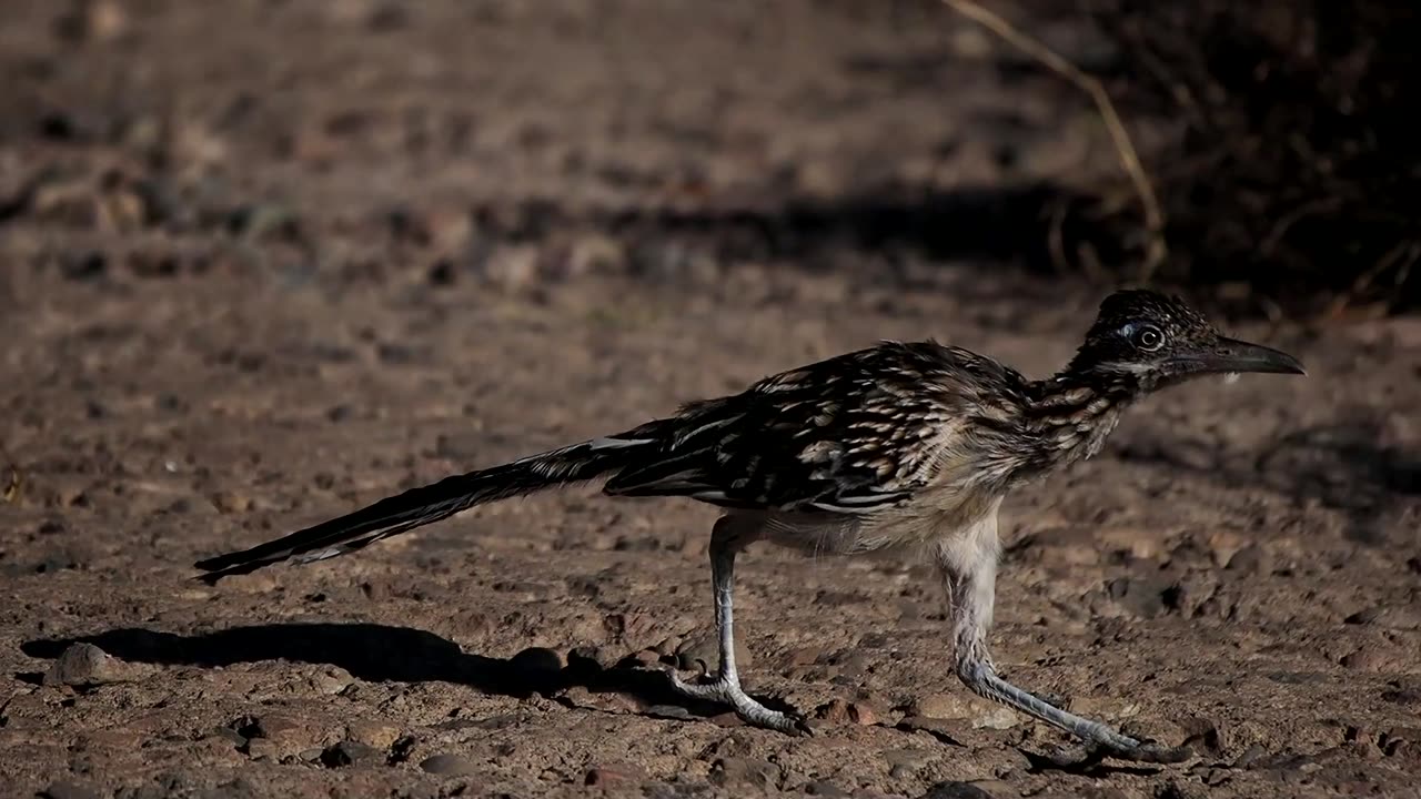 Greater Roadrunner