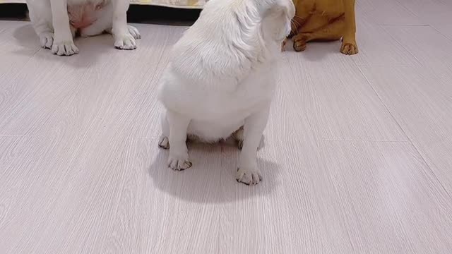 Funny dogs trying to get first to the food