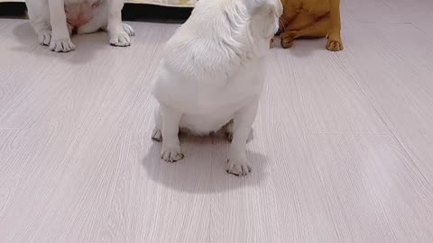 Funny dogs trying to get first to the food