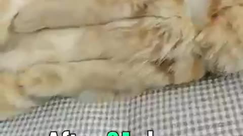 Cat heard taching