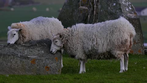 Ewe Won't Believe This: Epic Sheep Battles