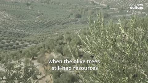 Spanish olive oil production halved: Is a price hike looming?