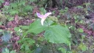 Small Fry Lake Trail