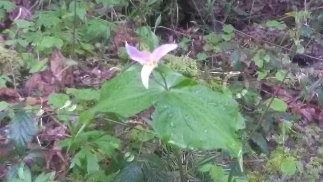 Small Fry Lake Trail