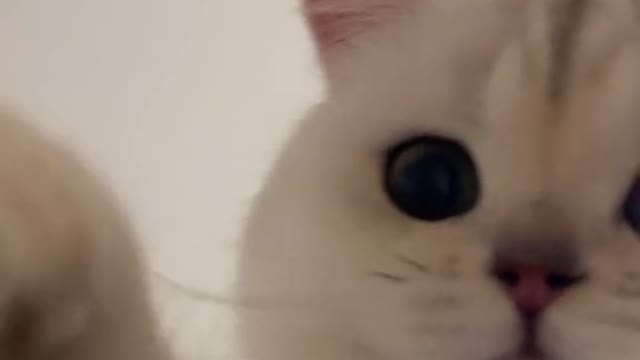 Baby Cats - Cute and Funny Cat Videos Compilation #16 | Aww Animals