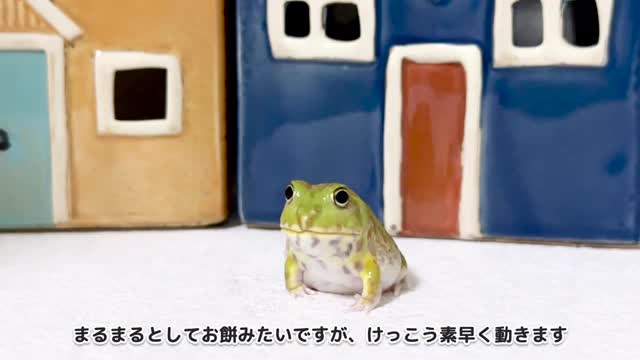 【c139】 高速回転するカエルが可愛すぎる【チャコガエル/ Chaco horned frog】