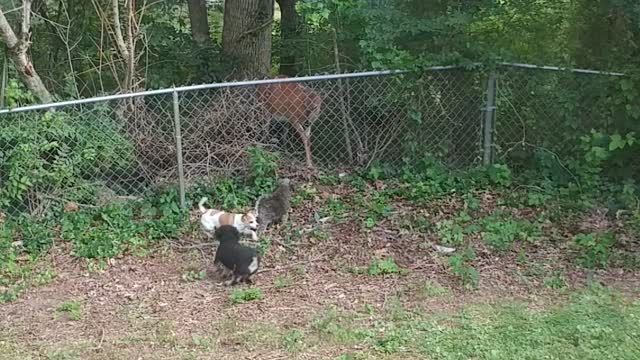 Mama Deer Vs. Little Dog