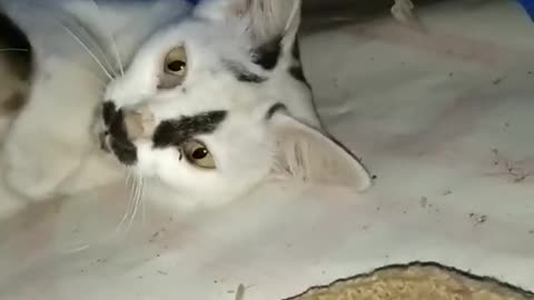 অসাধারণ সুন্দর এই বিড়ালগুলো । cat. Kitten.