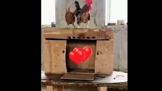 Smart Chicken Love