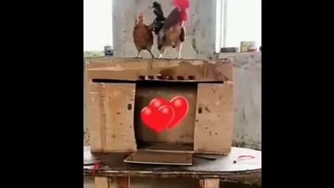 Smart Chicken Love