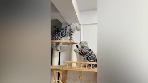 Funny cats and dogs_Funniest Animals 2024_C