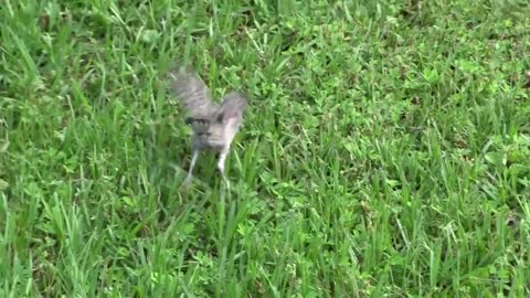 Baby bird teaching for fly in the sky